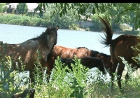 horses 09