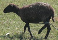 brown sheep photo 01