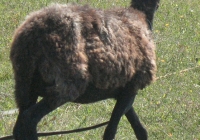 brown sheep photo 02