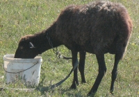 brown sheep photo 03