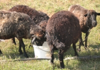 brown sheep photo 04