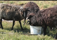 brown sheep photo 05