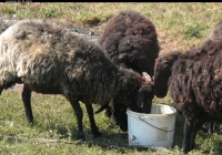 brown sheep photo 06