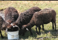 brown sheep photo 07