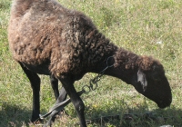 brown sheep photo 08