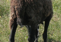 brown sheep photo 09