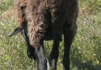 brown sheep photo 10