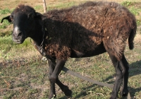 brown sheep photo 12