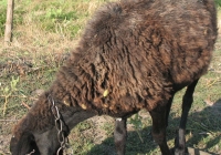 brown sheep photo 15