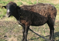 brown sheep photo 16