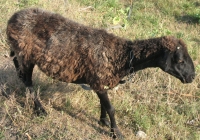 brown sheep photo 17