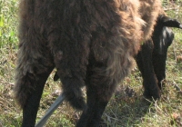 brown sheep photo 18