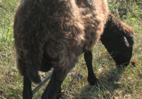 brown sheep photo 19