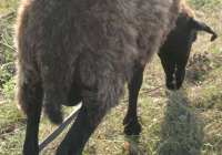 brown sheep photo 21