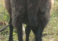 brown sheep photo back