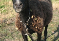 brown sheep photo front