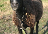 brown sheep photo front