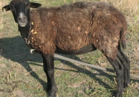 brown sheep photo side body