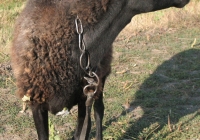 brown sheep photo side head