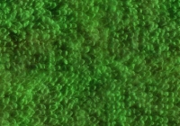 Seamless Green Turksih Towel Texture