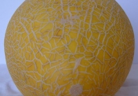 Free Melon Texture