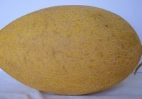 Free Melon Texture Side View