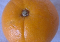 Free Orange Texture Bottom View