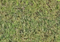 Tileable Grass Texture