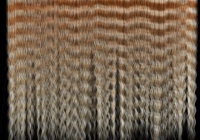 Human hair texture