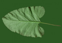 Burdock Plant
