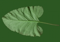 Free Burdock Leaf Texture 1