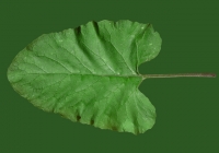 Free Burdock Leaf Texture 2