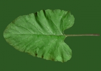 Free Burdock Leaf Texture 2