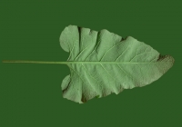 Free Burdock Leaf Texture 3