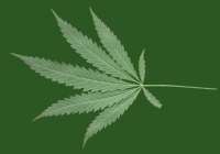 Cannabis Leaves