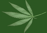 Free Cannabis Leaf Texture