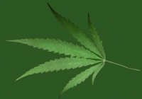 Free Cannabis Leaf Texture