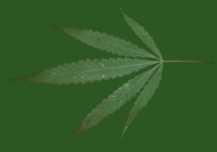 Free Cannabis Leaf Texture