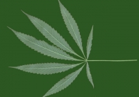 Free Hemp Leaf Texture