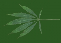 Free Hemp Leaf Texture