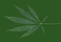 Free Hemp Leaf Texture