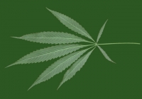 Free Hemp Leaf Texture