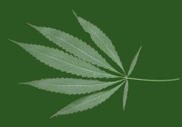 Free Marijuana Leaf Texture