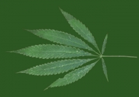 Free Marijuana Leaf Texture