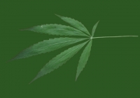 Free Cannabis Leaf Texture