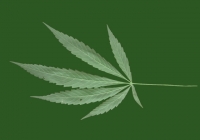 Free Cannabis Leaf Texture