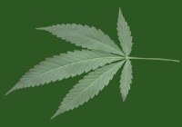 Free Cannabis Leaf Texture