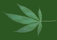 Free Cannabis Leaf Texture