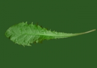 Free Dandelion Leaf Texture Back