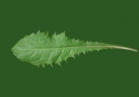 Free Dandelion Leaf Texture Back Front